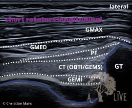 short rotators longitudinal