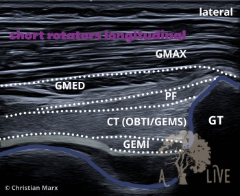 short rotators longitudinal